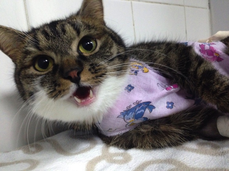 Одышка с открытым ртом у кошки — Доктор Ай и Ой