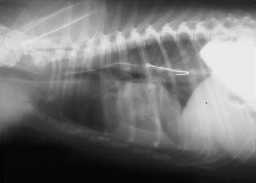 Собака съела рыбу. Инородное тело в пищеводе у собаки рентген. Инородное тело пищевода рентген. Кость в пищеводе собаки рентген. Инородный предмет в пищеводе у собаки рентген.